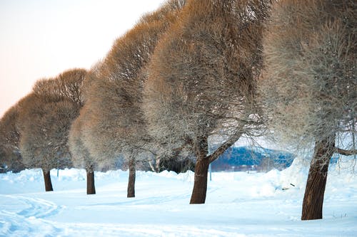 冬季树木摄影 · 免费素材图片