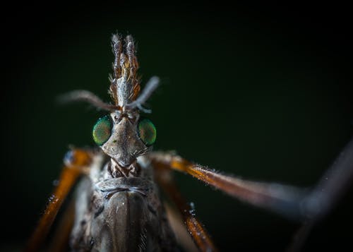 甲虫的特写摄影 · 免费素材图片