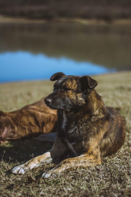 斑纹狗 · 免费素材图片