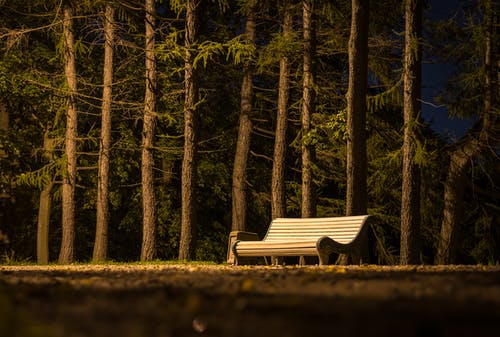 棕色木制板条凳附近棕色树干 · 免费素材图片