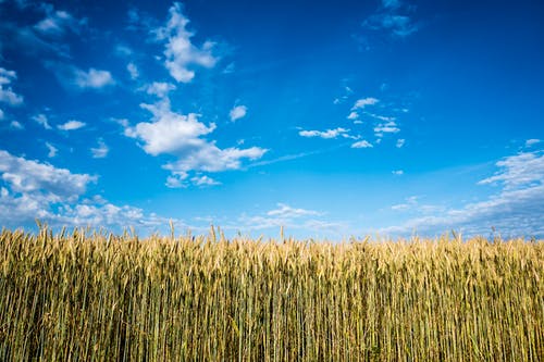 白天的玉米田 · 免费素材图片