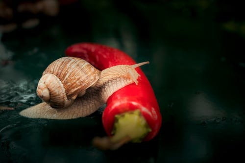 棕色蜗牛爬上红辣椒 · 免费素材图片