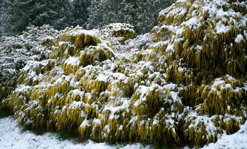 被雪覆盖的植物的照片 · 免费素材图片