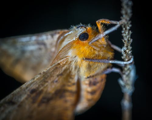 棕色和橙色的飞蛾的特写摄影 · 免费素材图片