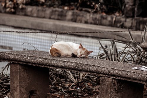 一只猫在灰色的混凝土长凳上睡觉的照片 · 免费素材图片