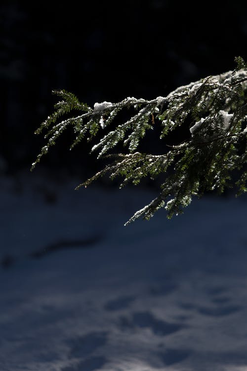 有关下雪的, 冬季, 冰的免费素材图片