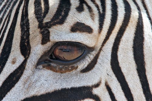 斑马的眼睛 · 免费素材图片