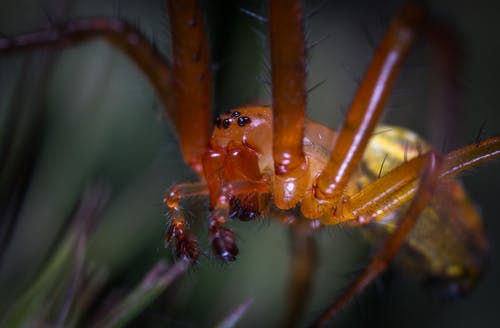 果园蜘蛛的宏观照片 · 免费素材图片