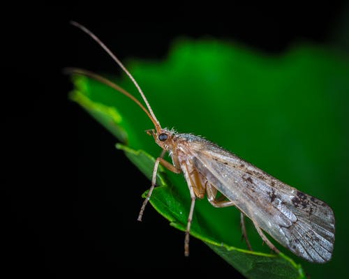 在微距摄影的绿色叶子上的dobsonfly · 免费素材图片