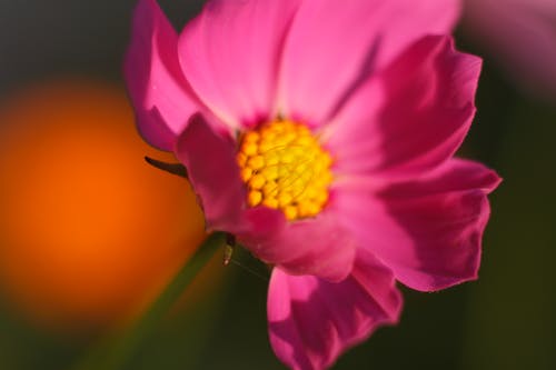 倾斜的粉红色花瓣花摄影 · 免费素材图片