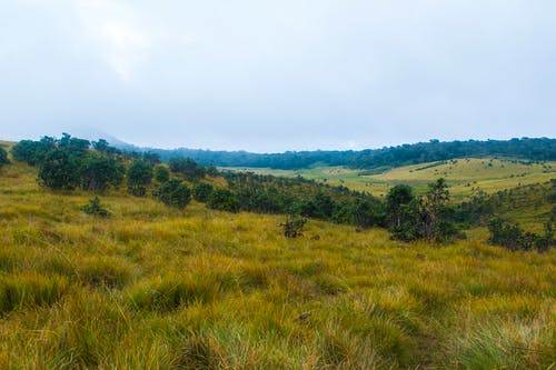 绿草地 · 免费素材图片