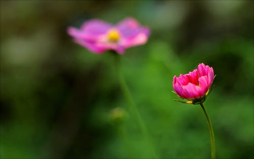 花的特写摄影 · 免费素材图片