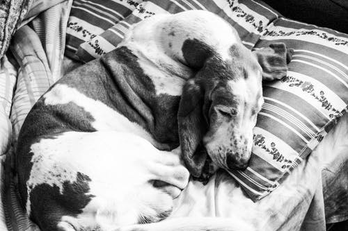 贝塞猎狗睡觉的灰度摄影 · 免费素材图片