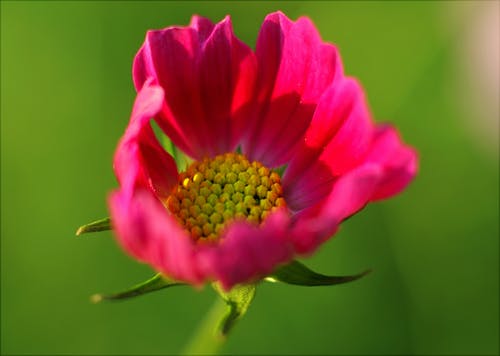 花的特写摄影 · 免费素材图片