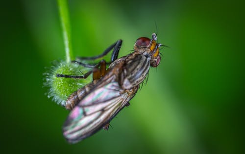 黑色普通家蝇的显微摄影 · 免费素材图片