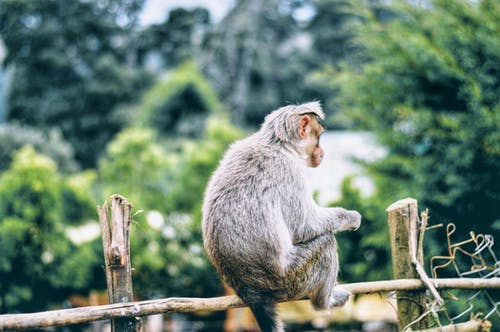 棕色的木栅栏上的灰猴子 · 免费素材图片