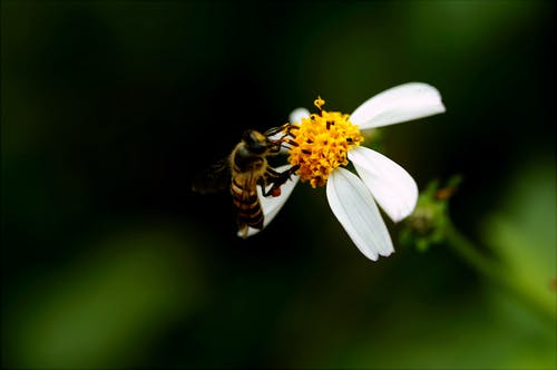 蜜蜂在白色的花瓣上的宏观摄影 · 免费素材图片