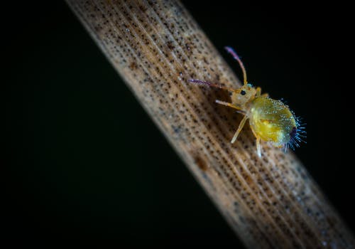 黄六足昆虫的宏观摄影 · 免费素材图片
