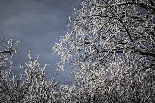 白雪皑皑的树木 · 免费素材图片