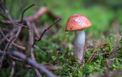 关闭了树枝旁边的棕色和白色蘑菇的焦点照片 · 免费素材图片