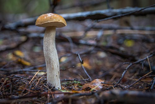 蘑菇的宏观照片 · 免费素材图片