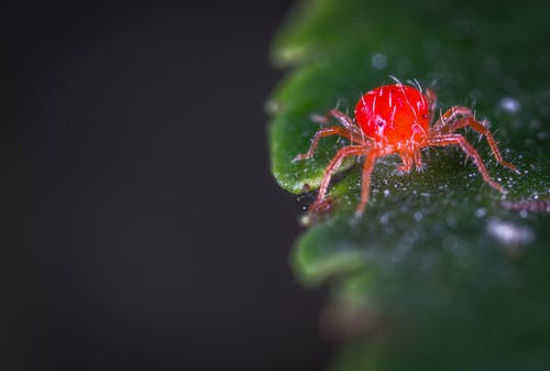 红蜘蛛螨的特写摄影 · 免费素材图片