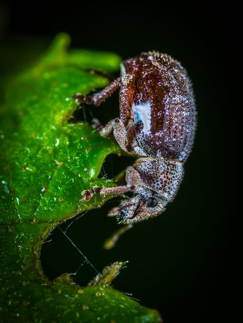 布朗六月甲虫在绿叶上的宏观照片 · 免费素材图片