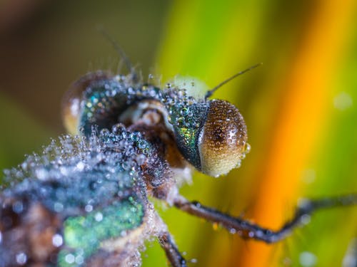 棕色和黑色昆虫的倾斜移位镜头摄影 · 免费素材图片