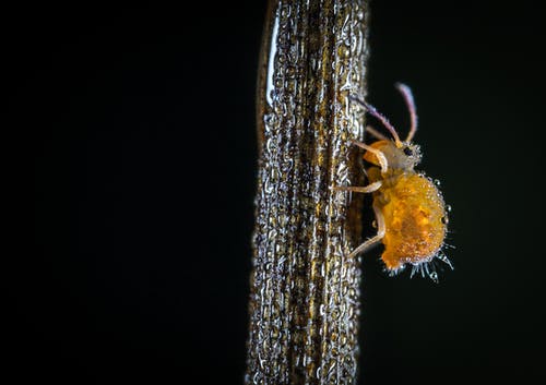 黄色爬行昆虫的微距照片 · 免费素材图片
