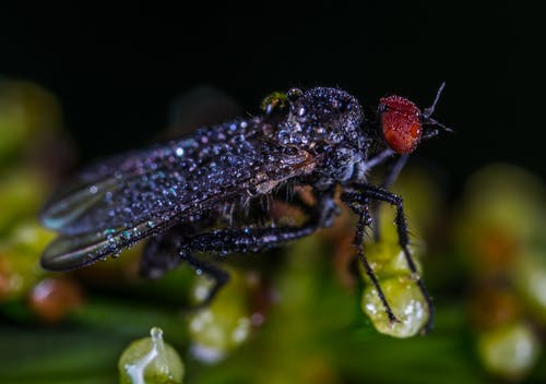 黑蝇露水 · 免费素材图片