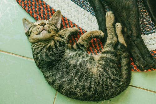 棕色虎斑猫在白色瓷砖地板上的照片 · 免费素材图片