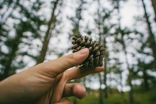 手拿着松果的摄影 · 免费素材图片