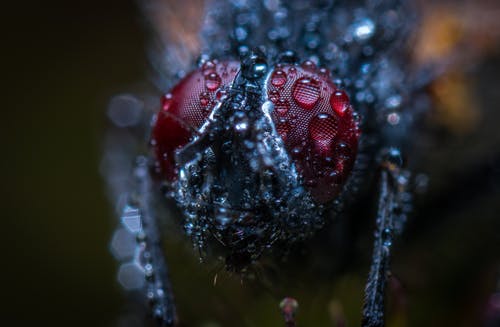 昆虫与水露的宏观照片 · 免费素材图片