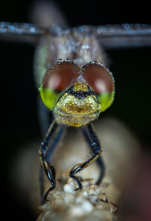 蜻蜓微距拍摄 · 免费素材图片