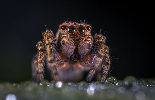 棕色跳跃蜘蛛的宏观摄影 · 免费素材图片