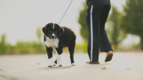 白色和黑色边境牧羊犬幼犬走在运动裤旁边的人 · 免费素材图片