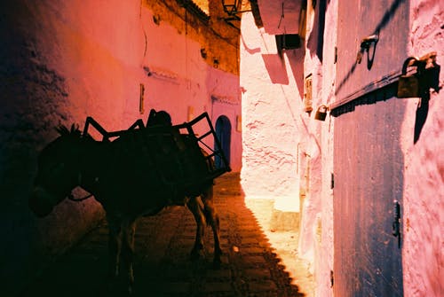巷子里的驴 · 免费素材图片