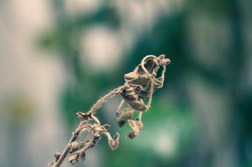 枯萎的花 · 免费素材图片