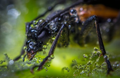 棕色甲虫与露滴的宏观摄影 · 免费素材图片
