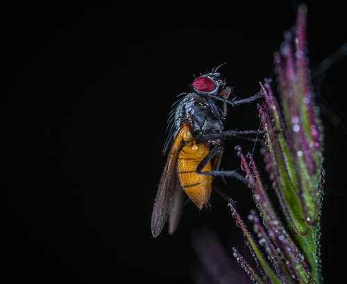 蜜蜂在花上的微距照片 · 免费素材图片