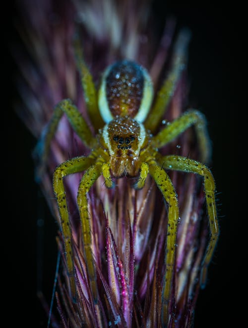 X蜘蛛的微距摄影 · 免费素材图片