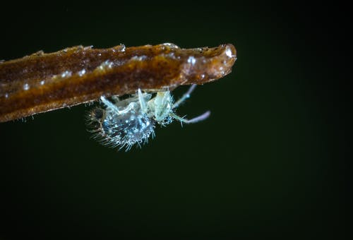 灰色昆虫的倾斜移位镜头摄影 · 免费素材图片