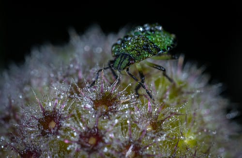 花微距摄影上的绿色小虫 · 免费素材图片