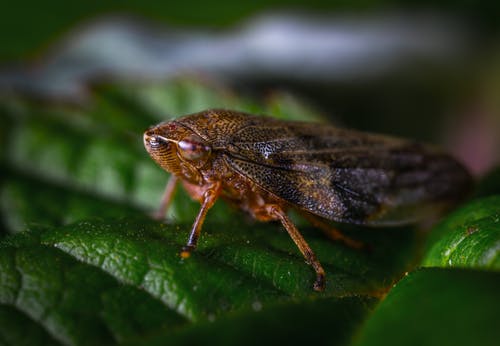 昆虫特写摄影 · 免费素材图片