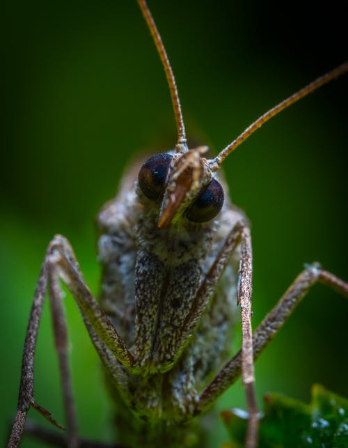 特写照片中的棕色昆虫 · 免费素材图片