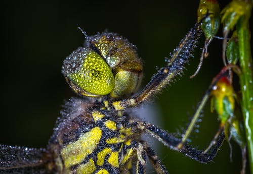 蜻蜓的微距摄影 · 免费素材图片