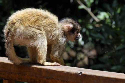 栅栏上的棕色猴子 · 免费素材图片