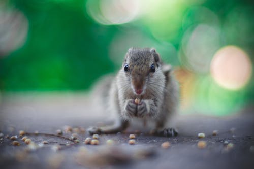 拿着种子的灰松鼠的选择性聚焦摄影 · 免费素材图片