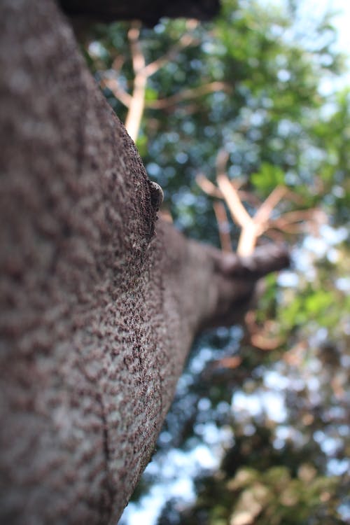 棕色树枝微距摄影 · 免费素材图片
