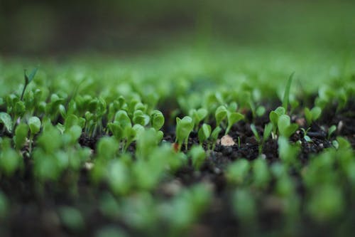 绿叶植物散景摄影 · 免费素材图片
